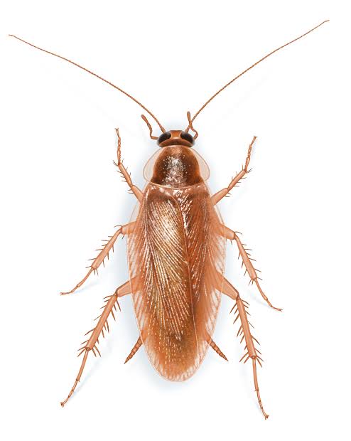 The Cockroach Republic: Notes from a 300-million-year democracy